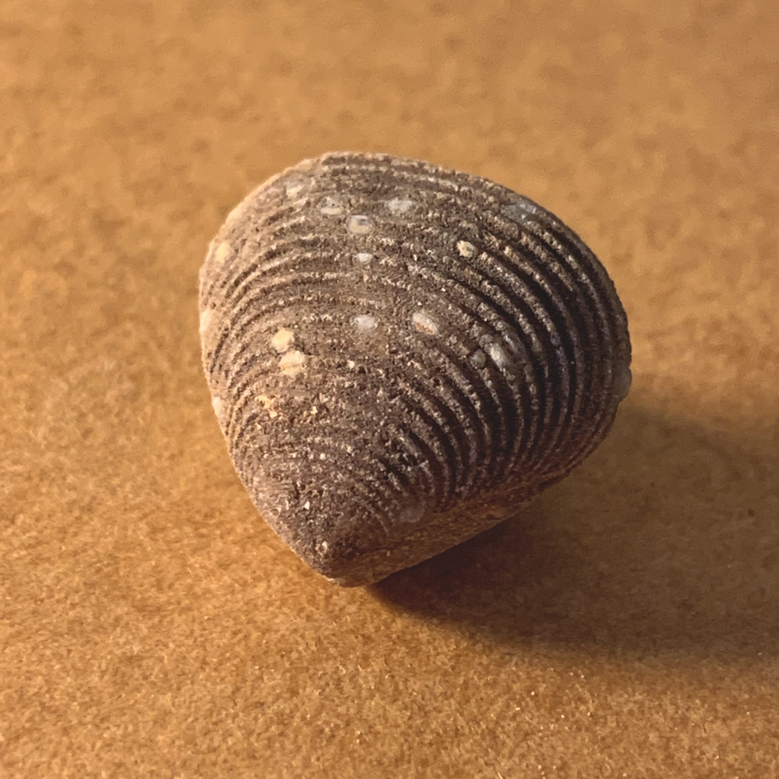 1006_二枚貝の化石