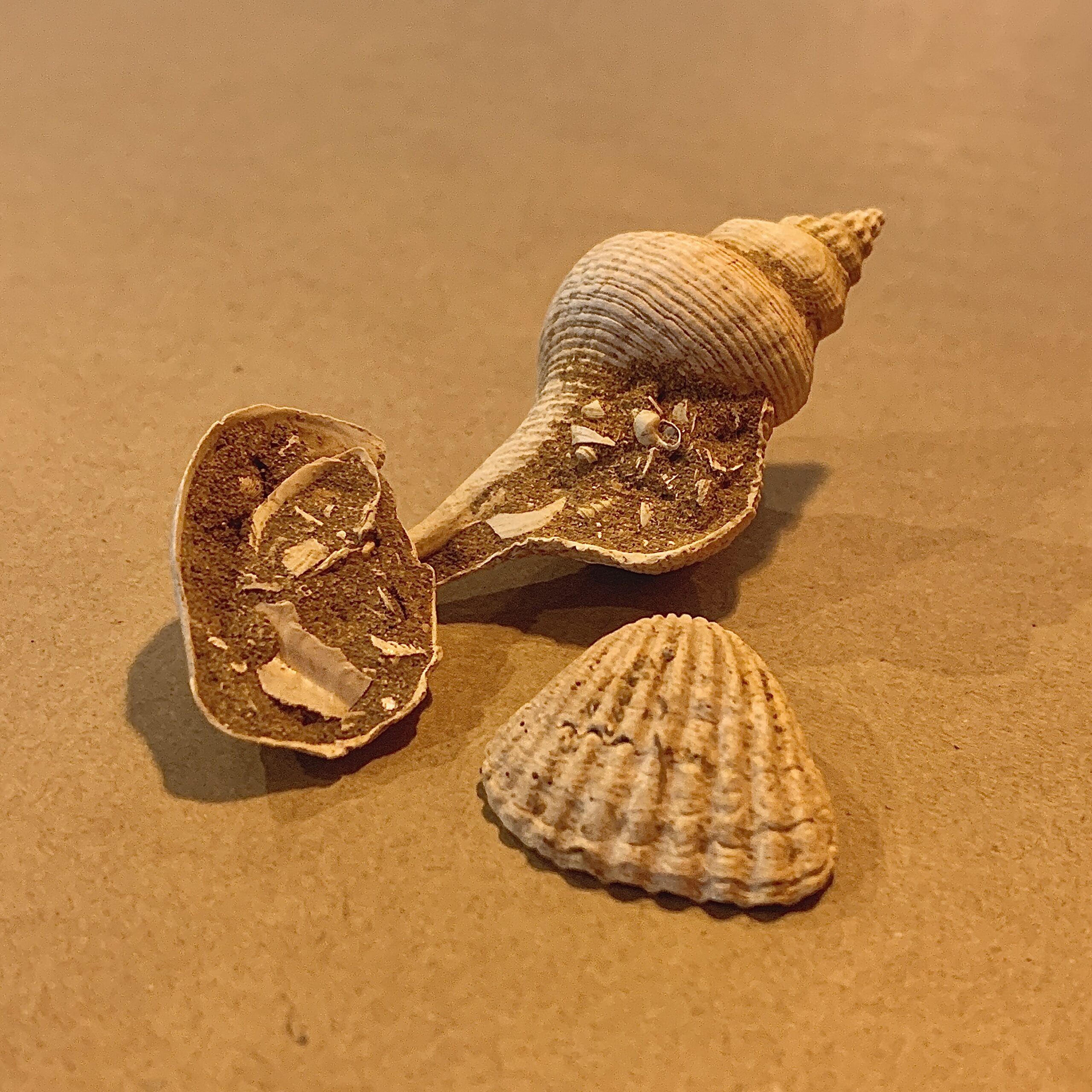 1029_二枚貝や巻き貝の化石