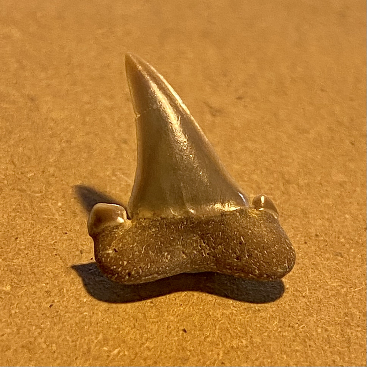 1031_サメの歯の化石（ベルギー）