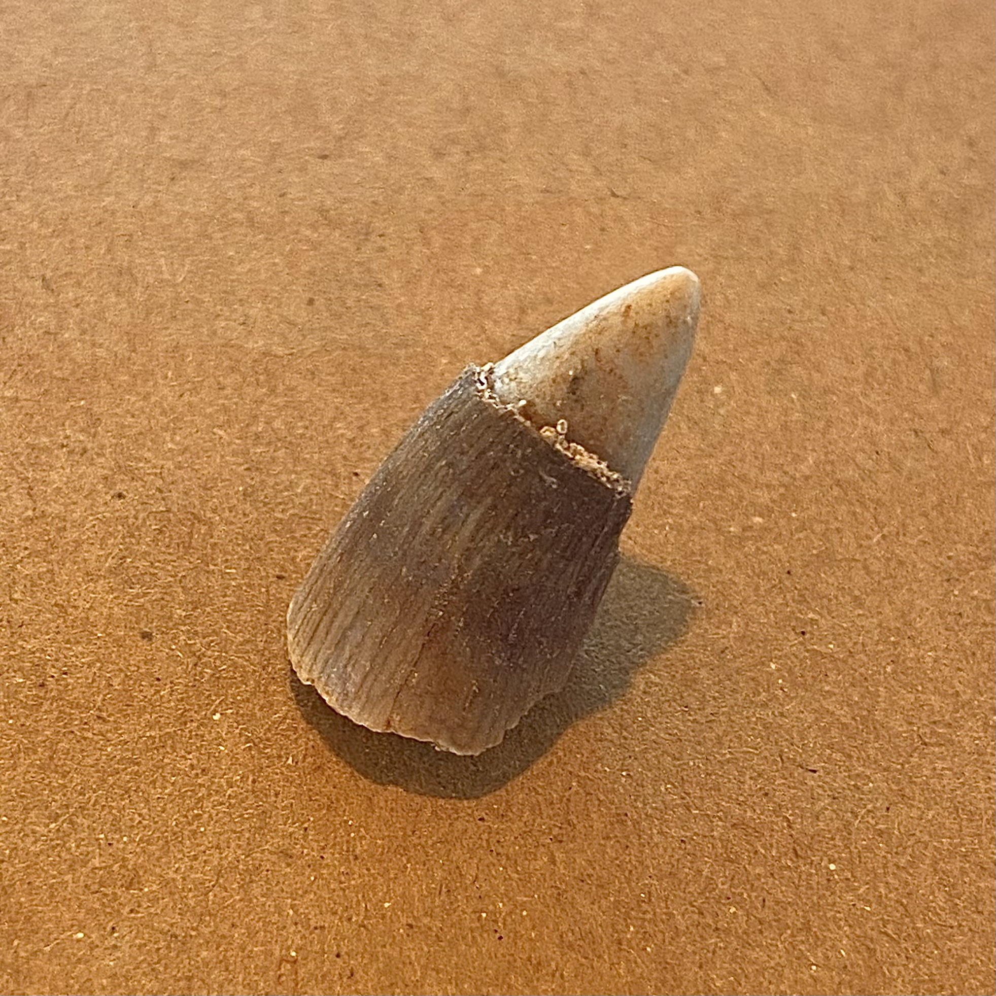 1040_ワニの歯の化石