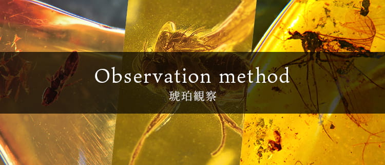 Observation method | 琥珀観察
