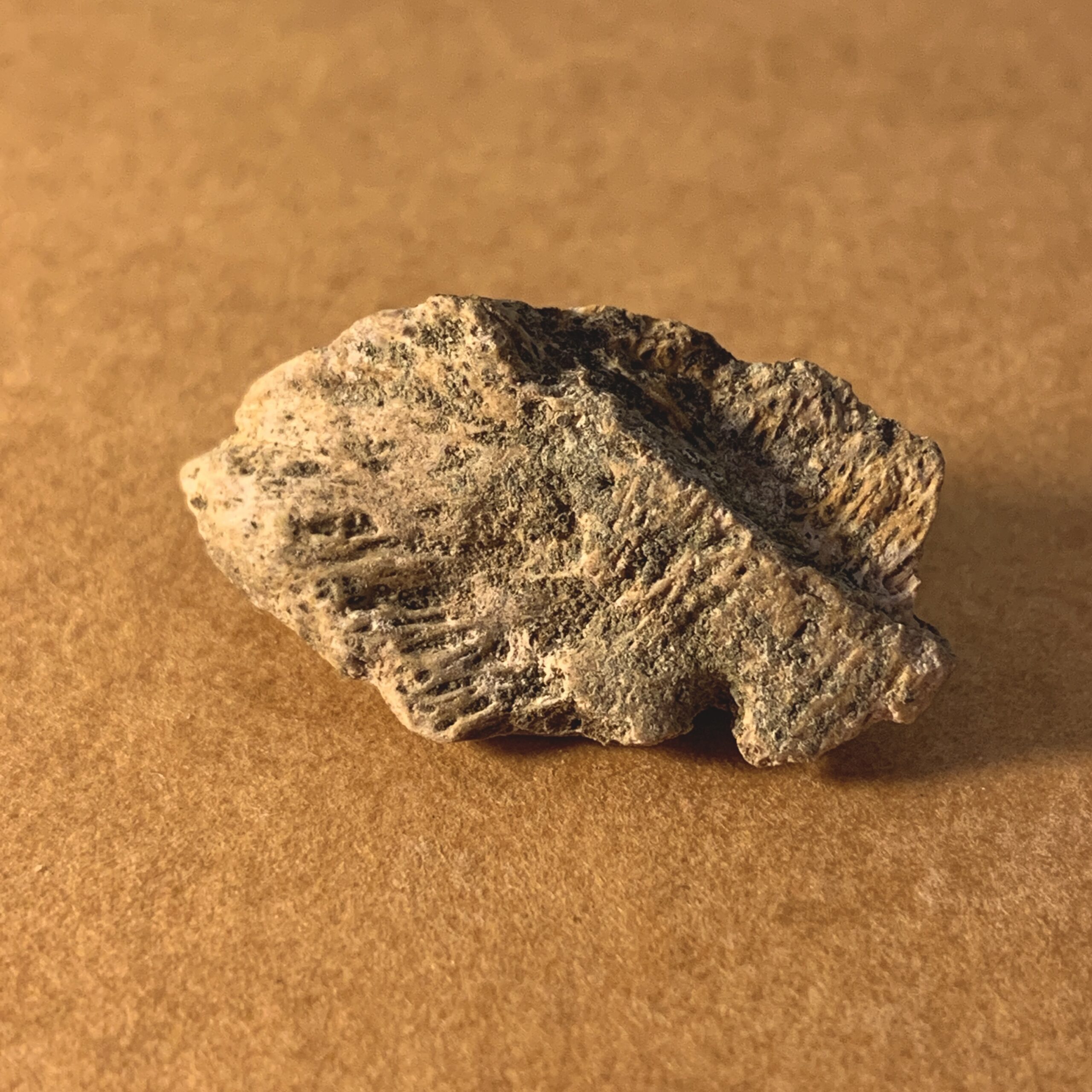 1003_恐竜の骨とされる化石（サウスダコタ州）
