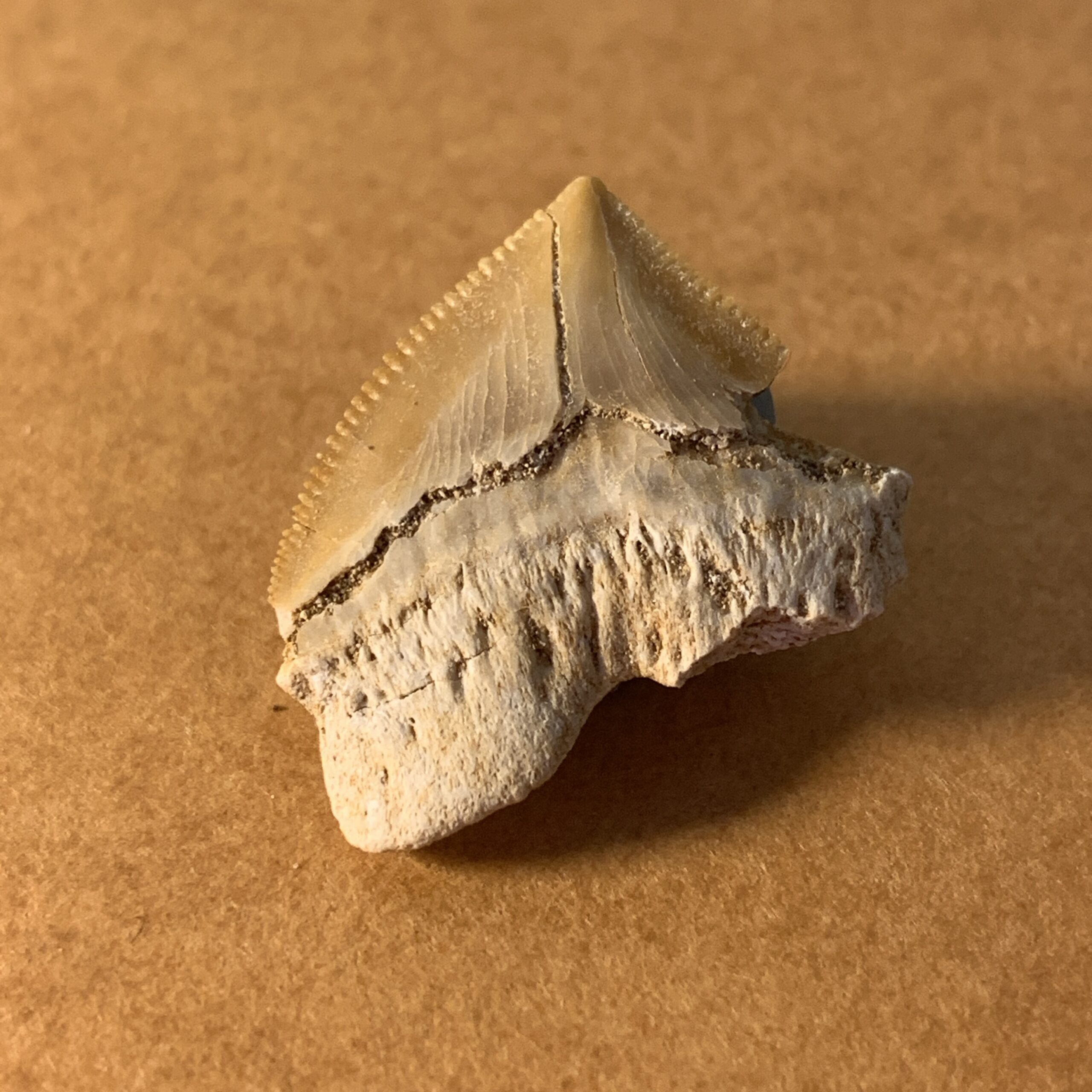 1004_サメ（スクアリコラクス）の歯の化石