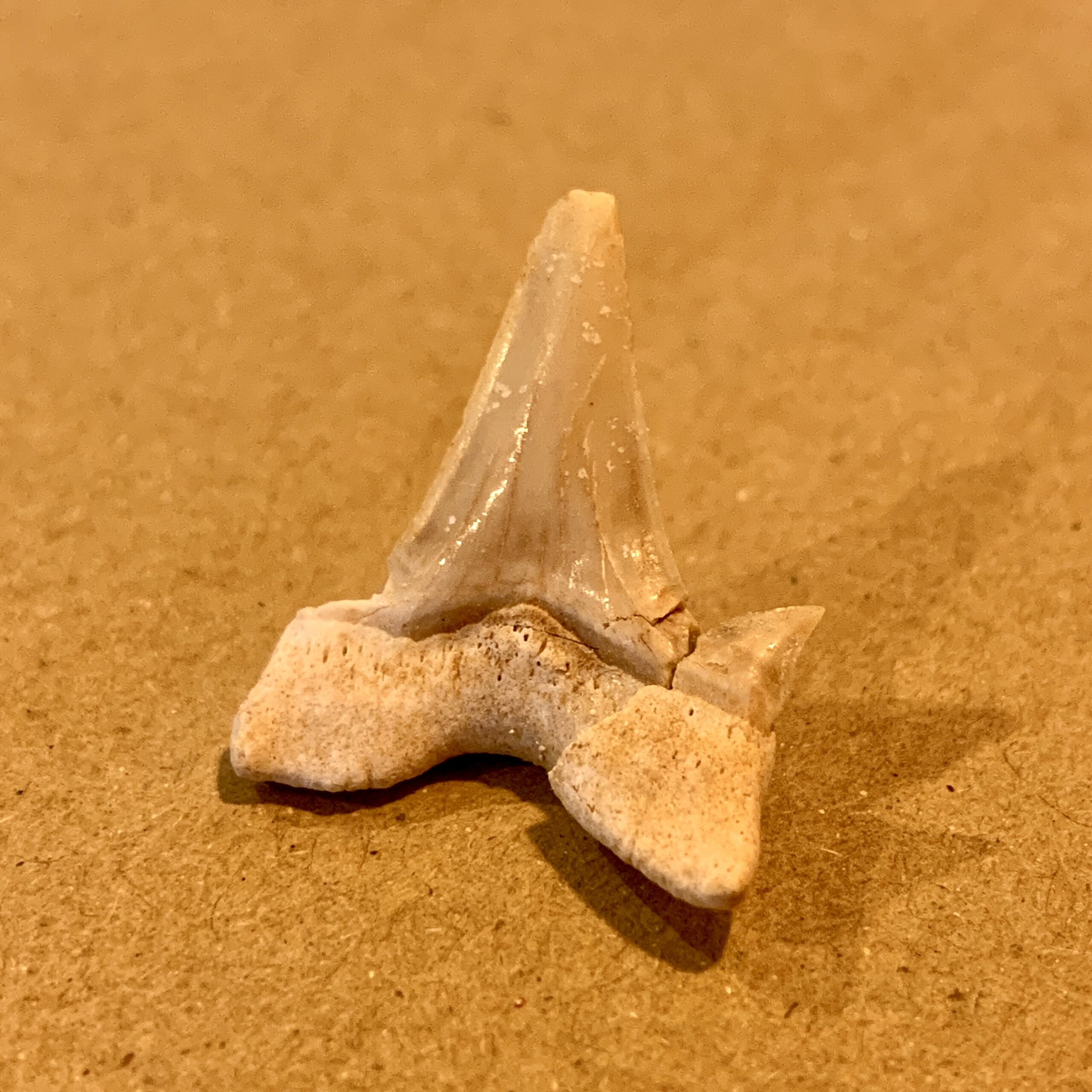 1028_サメの歯の化石（モロッコ）