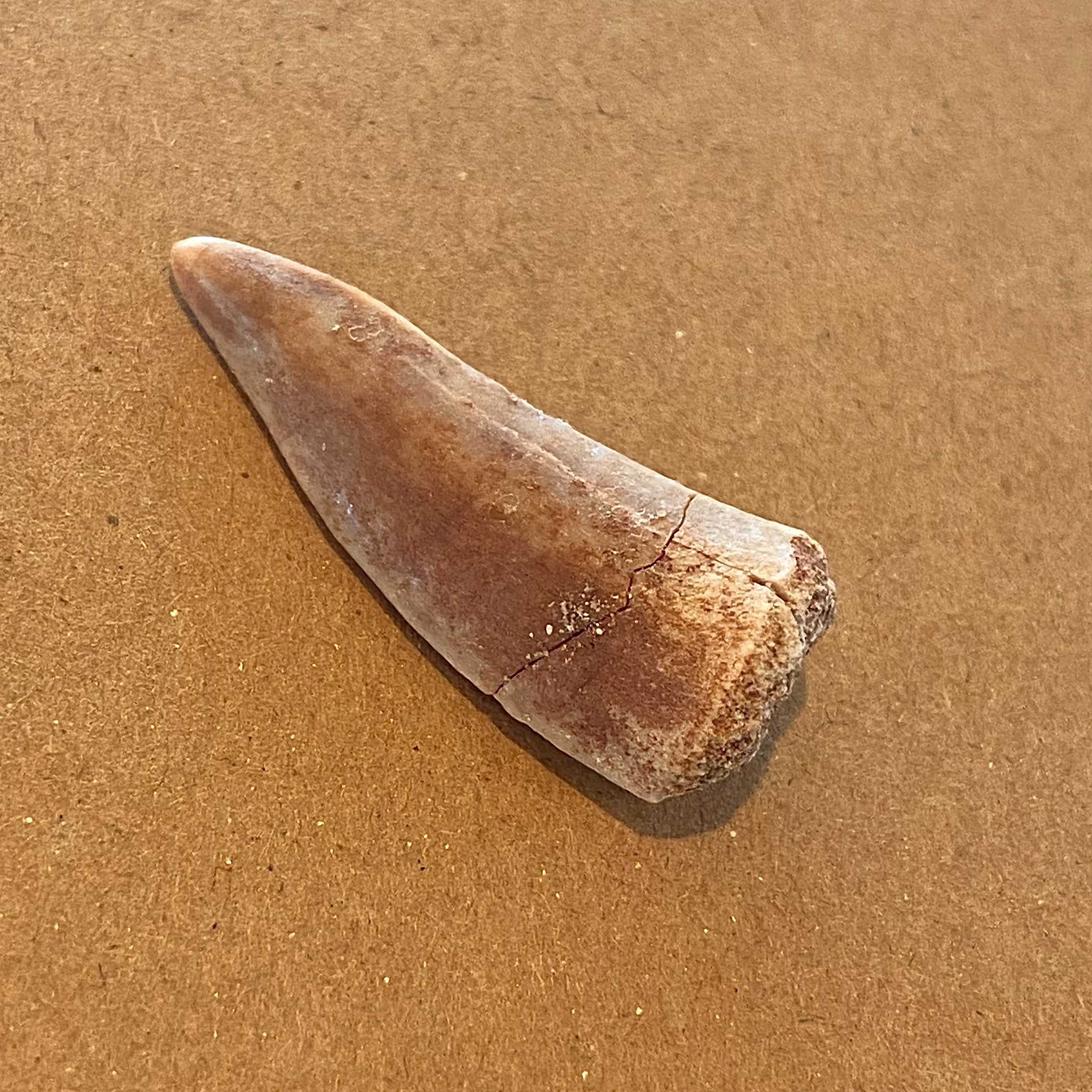 1037_エンコダスの歯の化石